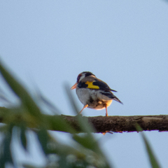 Carduelis carduelis