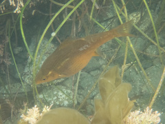Kelp Perch photo 4