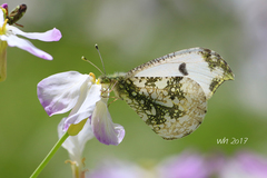 Anthocharis scolymus