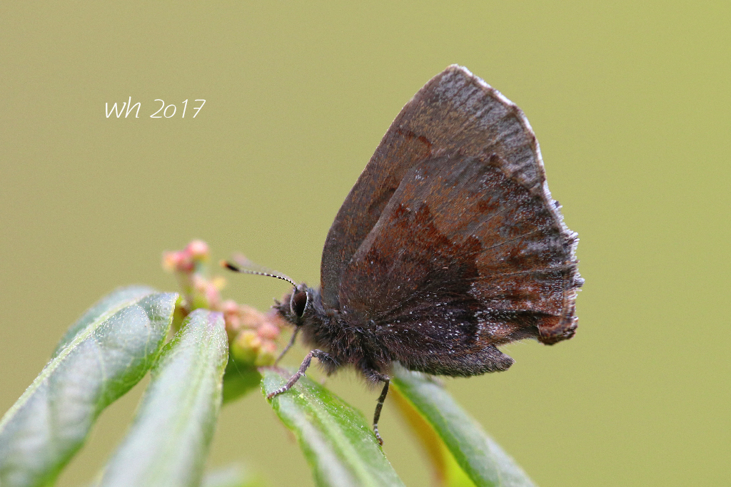 Ahlbergia liyufeii