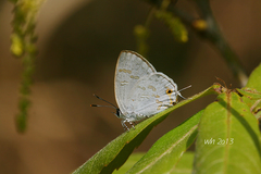 Sinthusa chandrana