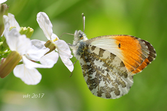 Anthocharis thibetana