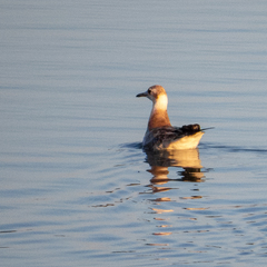 Chroicocephalus ridibundus