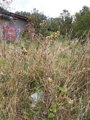 Arctium × nothum