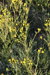 Senecio abruptus