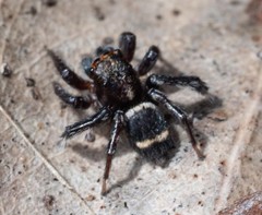 Saitis virgatus