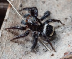Saitis virgatus