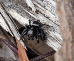 Saitis virgatus