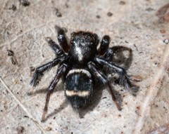 Saitis virgatus