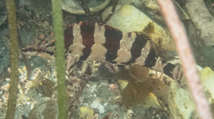 Oxylebius pictus