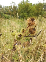 Arctium × nothum