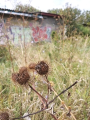 Arctium × nothum