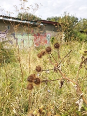 Arctium × nothum