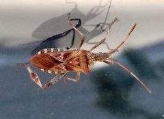 Leptoglossus occidentalis