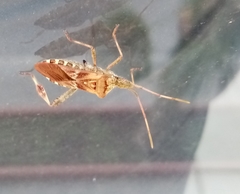 Leptoglossus occidentalis