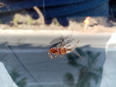 Leptoglossus occidentalis