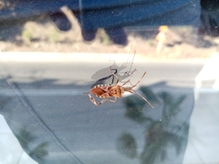 Leptoglossus occidentalis