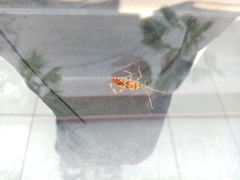 Leptoglossus occidentalis