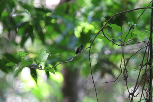 Emerald-chinned Hummingbird (Abeillia abeillei), photo 9