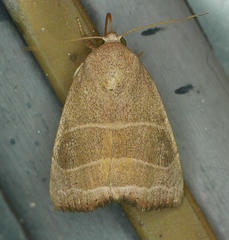 Bagisara rectifascia