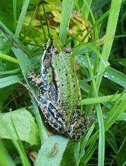 Pelophylax
