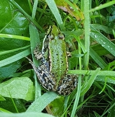 Pelophylax