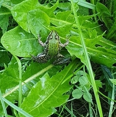 Pelophylax