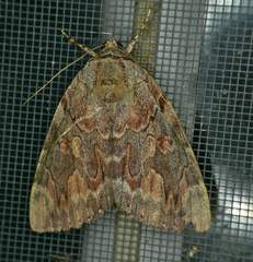 Catocala agrippina