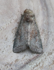 Protorthodes curtica