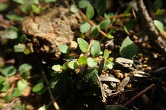 Gonocarpus micranthus micranthus