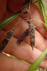 Carex lessoniana