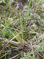 Carex lessoniana