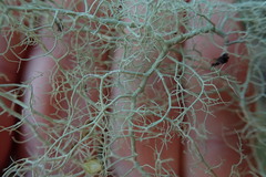 Usnea nidifica