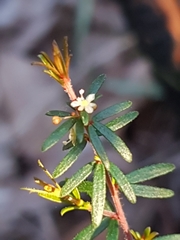 Micrantheum ericoides