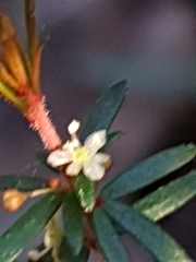 Micrantheum ericoides