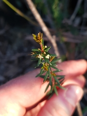 Micrantheum ericoides