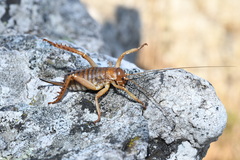 Hemideina ricta