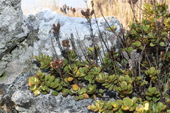 Veronica lavaudiana