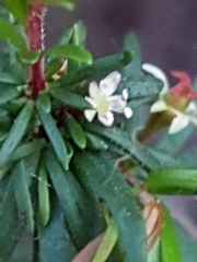Micrantheum ericoides