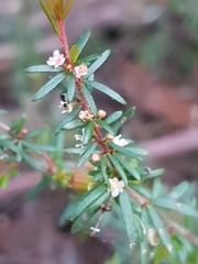 Micrantheum ericoides