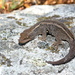 Waitaha Gecko - Photo (c) Ben Weatherley, some rights reserved (CC BY-NC), uploaded by Ben Weatherley
