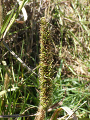 Setaria sphacelata