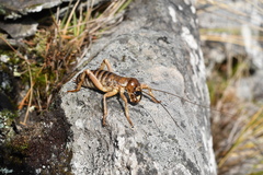 Hemideina ricta