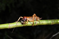 Hemideina ricta