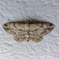 Peribatodes rhomboidaria