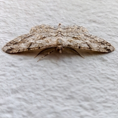 Peribatodes rhomboidaria