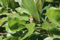 Foulehaio carunculatus