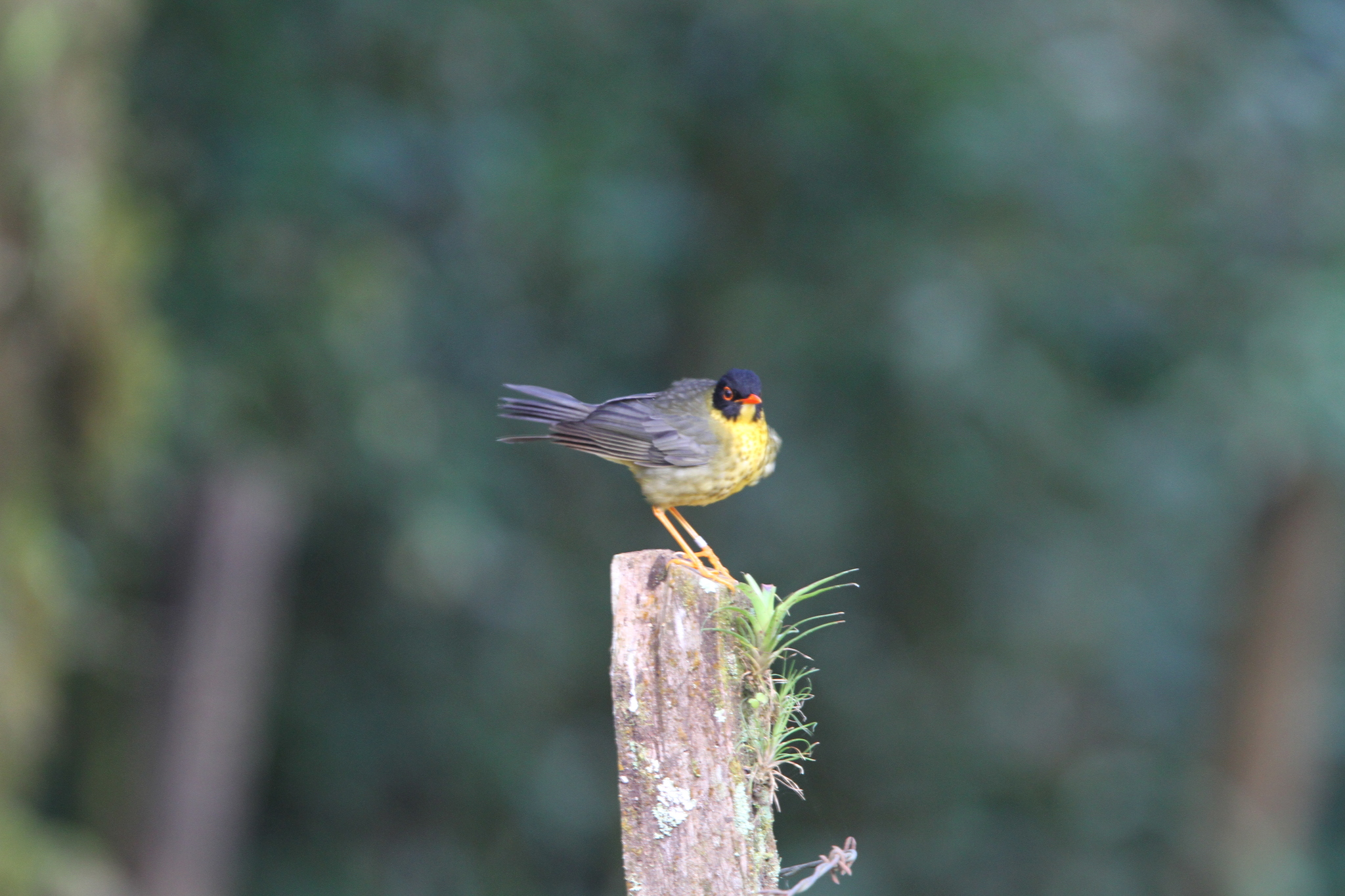 Yellow-throated Nightingale-Thrush illustration