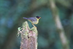 Catharus dryas