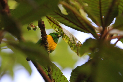Blue-crowned Chlorophonia (Chlorophonia occipitalis), photo 6